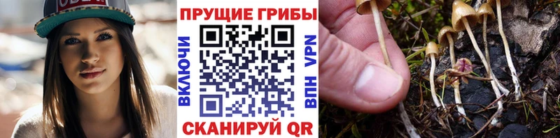 наркотики  Старица  Галлюциногенные грибы Psilocybe 